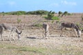 Donkey grazing on the side of the road in the island of Bonaire Royalty Free Stock Photo