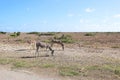 Donkey grazing on the side of the road in the island of Bonaire Royalty Free Stock Photo