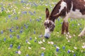 Donkey grazing in spring flower field.
