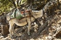 Donkey in Greece Royalty Free Stock Photo