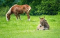 Donkey on green spring pasture