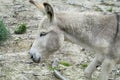 Donkey Royalty Free Stock Photo