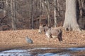 The Donkey and The Guineafowl