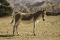 Donkey in Hay-Bar Yotvata Nature Reserve, Israel Royalty Free Stock Photo