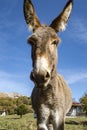 Donkey head close-up in the italian alps