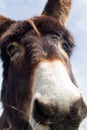 Donkey head close-up taken by downside on a blue sky Royalty Free Stock Photo