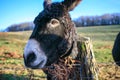 Donkey Farm Animal brown colour close up cute funny pets Royalty Free Stock Photo