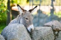 Donkey head funny gray donkey domesticated member of the horse family