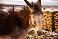 close-up head donkey in the meadow