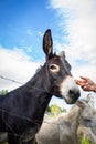 Donkey head with human hand. Donkeys in farm behind fence. Friendship between man and animal. Rural scene. Domestic animals. Royalty Free Stock Photo