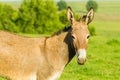 Donkey Head Portrait Farm