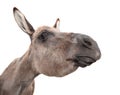 Donkey head on white background. Funny donkey portait close up. Farm animal.