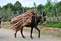 Donkey Heavy Loaded