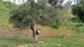Donkey hiding behind Olive tree
