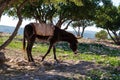 Donkey on the hills of Morocco near Sahara desert