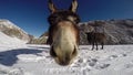 Donkey in Himalayas