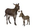 Donkey and his foal against white background