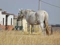 A Donkey-Horse in the dry Extremadura - Spain