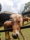 donkey horse at the indonesia safari park hotel