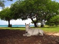 Donkey horse mule in shade by sea beach