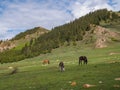 Donkey and horses grazing on the hillside against the backdrop o