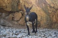 Donkey in imbros gorge Royalty Free Stock Photo