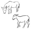 Donkey ink sketches. Wildlife animals drawings set. Forest nature theme monochrome artworks collection. Vector simple style design