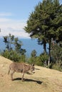 A donkey on Isla del Sol