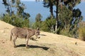 A donkey on Isla del Sol