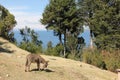 A donkey on Isla del Sol