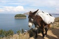 A donkey on Isla del Sol