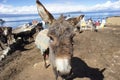 Donkey Isla del Sol Royalty Free Stock Photo