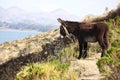 Donkey on the island of Taquile