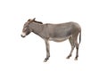 Donkey isolated on white background Royalty Free Stock Photo