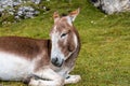 Donkey in the Italian Dolomites seen on the hiking trail Col Raiser, Italy Royalty Free Stock Photo