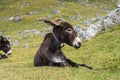 Donkey in the Italian Dolomites seen on the hiking trail Col Raiser, Italy Royalty Free Stock Photo