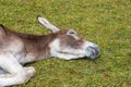 Donkey in the Italian Dolomites seen on the hiking trail Col Raiser, Italy Royalty Free Stock Photo