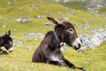 Donkey in the Italian Dolomites seen on the hiking trail Col Raiser, Italy Royalty Free Stock Photo