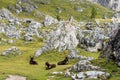 Donkey in the Italian Dolomites seen on the hiking trail Col Raiser, Italy Royalty Free Stock Photo