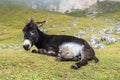 Donkey in the Italian Dolomites seen on the hiking trail Col Raiser, Italy Royalty Free Stock Photo