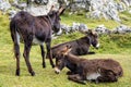 Donkey in the Italian Dolomites seen on the hiking trail Col Raiser, Italy Royalty Free Stock Photo