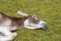 Donkey in the Italian Dolomites seen on the hiking trail Col Raiser, Italy Royalty Free Stock Photo