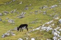 Donkey in the Italian Dolomites seen on the hiking trail Col Raiser, Italy Royalty Free Stock Photo