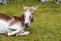 Donkey in the Italian Dolomites seen on the hiking trail Col Raiser, Italy Royalty Free Stock Photo