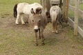 Donkey jackasses of horse family but not same species Royalty Free Stock Photo