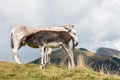 Donkey jenny with suckling foal on alpine meadow Royalty Free Stock Photo