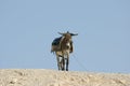 Donkey in Judean Desert, Israel Royalty Free Stock Photo