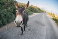 Donkey in Karpaz Peninsula in north Cyprys Turkey Royalty Free Stock Photo