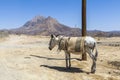 Donkey in Kharanagh Village, Iran Royalty Free Stock Photo