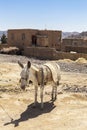Donkey in Kharanagh Village, Iran Royalty Free Stock Photo
